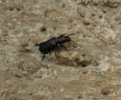 Neospondylis