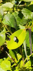 Cyrtonota thalassina