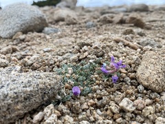 Oxytropis oreophila