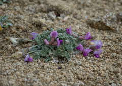 Oxytropis oreophila