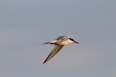 Sterna hirundo hirundo