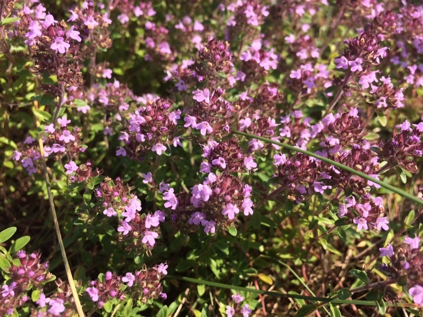 Wild thyme