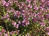Wild Thyme - Photo (c) Viktoria, some rights reserved (CC BY-NC), uploaded by Viktoria