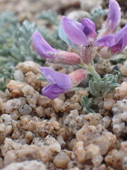 Oxytropis oreophila