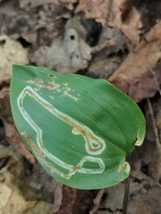 Liriomyza smilacinae