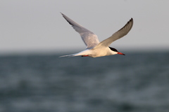 Sterna hirundo hirundo