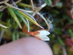 Epilobium pernitens