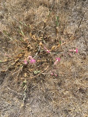 Silene scouleri scouleri