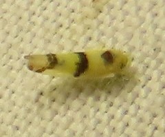 Empoa gillettei