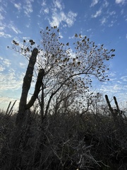 Nahuatlea arborescens