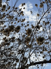 Nahuatlea arborescens