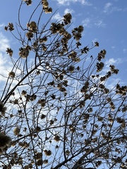 Nahuatlea arborescens