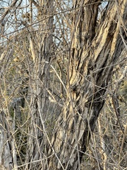 Nahuatlea arborescens
