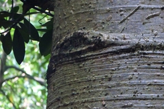 Cavanillesia platanifolia