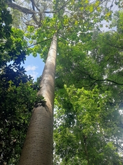 Cavanillesia platanifolia