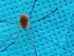 Leiobunum politum