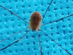 Leiobunum politum