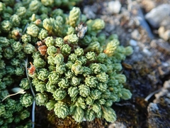 Kelleria laxa