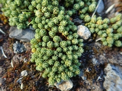 Kelleria laxa