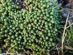 Kelleria laxa