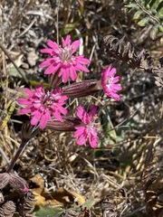 Silene scouleri scouleri
