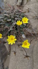 Agoseris apargioides