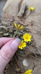 Agoseris apargioides