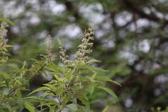 Vitex trifolia