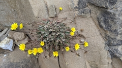 Agoseris apargioides