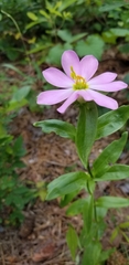 Sabatia capitata