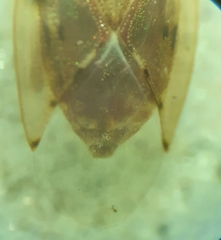 Kleidocerys ovalis