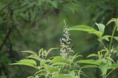 Vitex trifolia