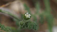 Eucrypta chrysanthemifolia bipinnatifida