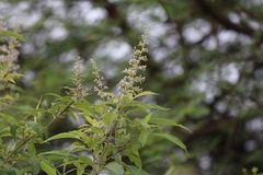 Vitex trifolia