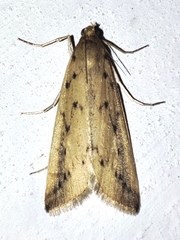 Schoenobius gigantella