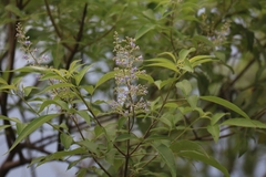 Vitex trifolia