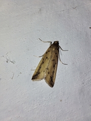 Schoenobius gigantella
