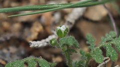 Eucrypta chrysanthemifolia bipinnatifida