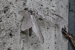Protochauliodes spenceri