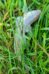 Neogobius fluviatilis