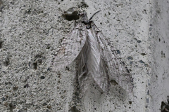 Protochauliodes spenceri
