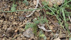 Eucrypta chrysanthemifolia bipinnatifida