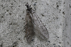 Protochauliodes spenceri
