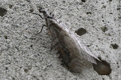 Protochauliodes spenceri