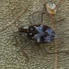 Microvelia americana