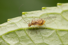 Dasydemella