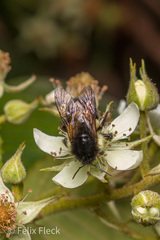 Bombus ephippiatus