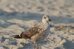 Larus fuscus graellsii