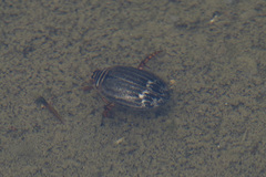 Acilius abbreviatus