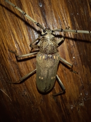 Susuacanga stigmatica